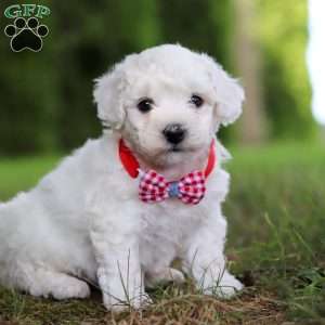 Rex, Bichon Frise Puppy